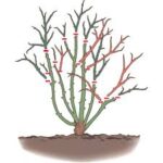 TEN MISTAKES IN PRUNING ROSES BY BAXTER WILLAMS