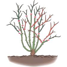 Read more about the article TEN MISTAKES IN PRUNING ROSES BY BAXTER WILLAMS