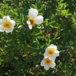 Sustainable rose breeding /growing for tropical Asia – some possibilities