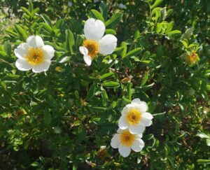 Read more about the article Sustainable rose breeding /growing for tropical Asia – some possibilities