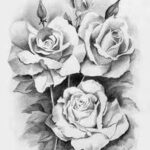 Rose breeders of India By Dr. N. K. Dadlani