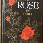 THE ROSE IN INDIA